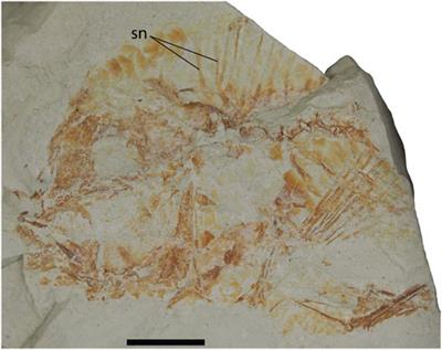 Cenozoic Cichlids of Africa (Cichlidae: Pseudocrenilabrinae) With the Description of a New Species From the Oligocene of Somalia